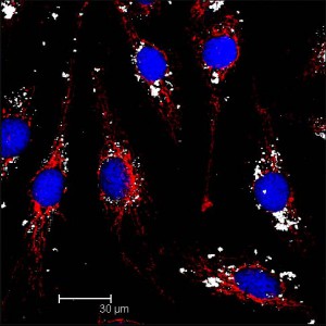 1-cell-confo-np-tio2